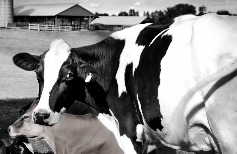 cows
