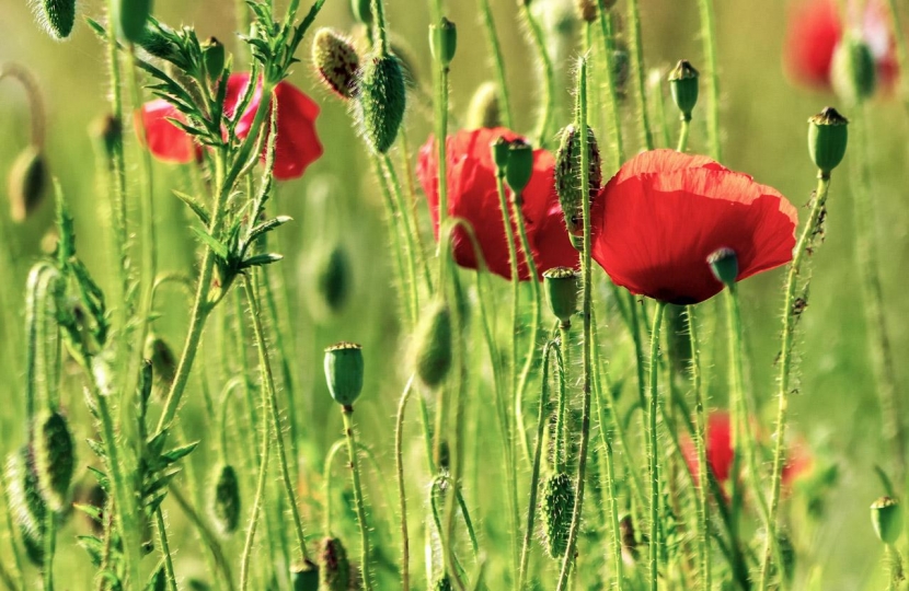 poppy
