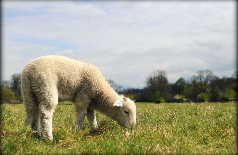 lamb