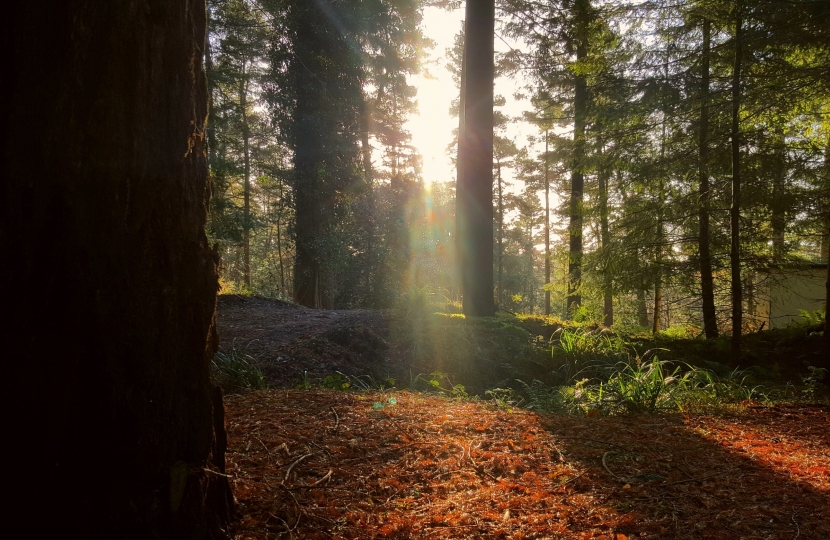 forest