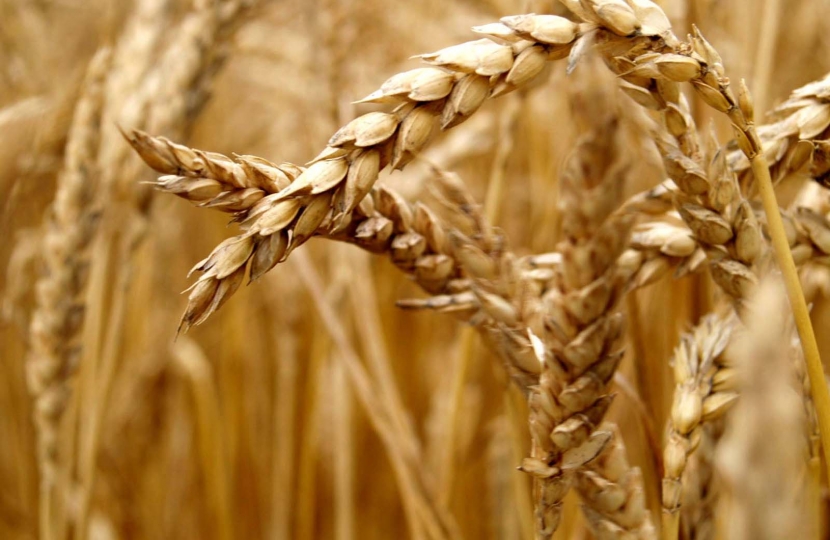 wheat