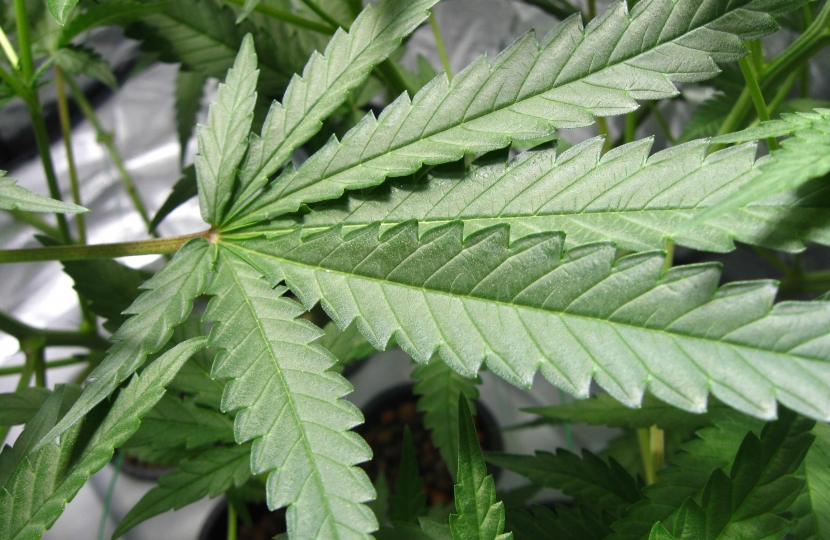 cannabis leaf