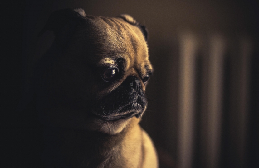 dog