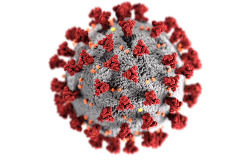 coronavirus 