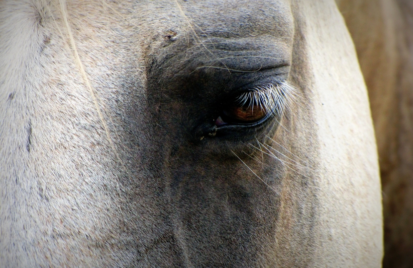 horse