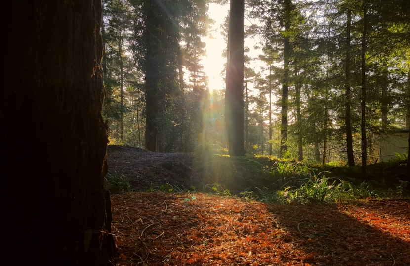 forest