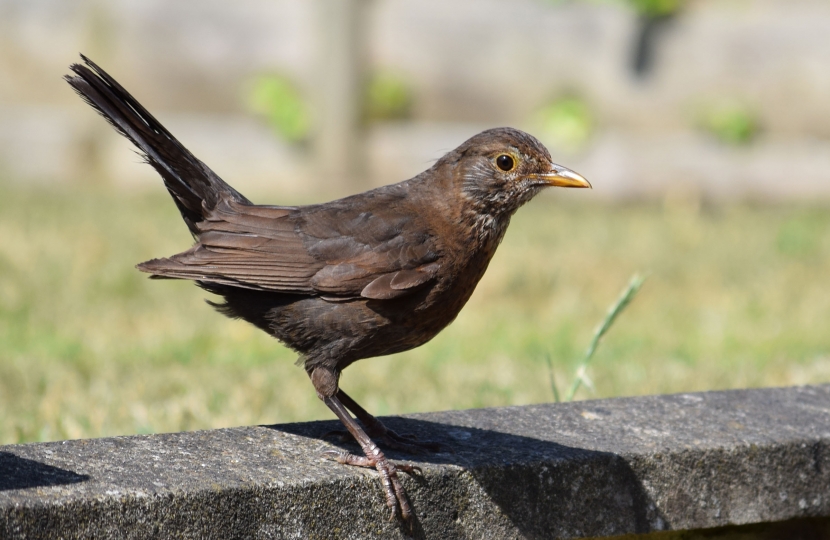 bird