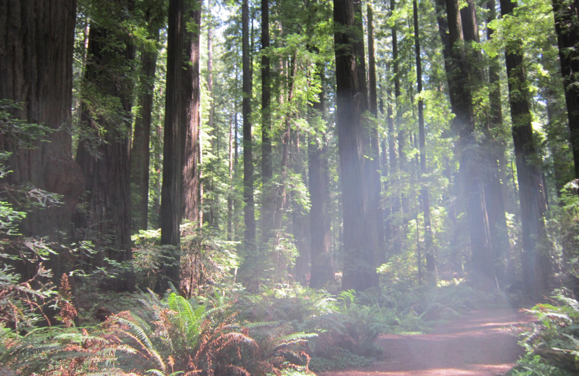 forest