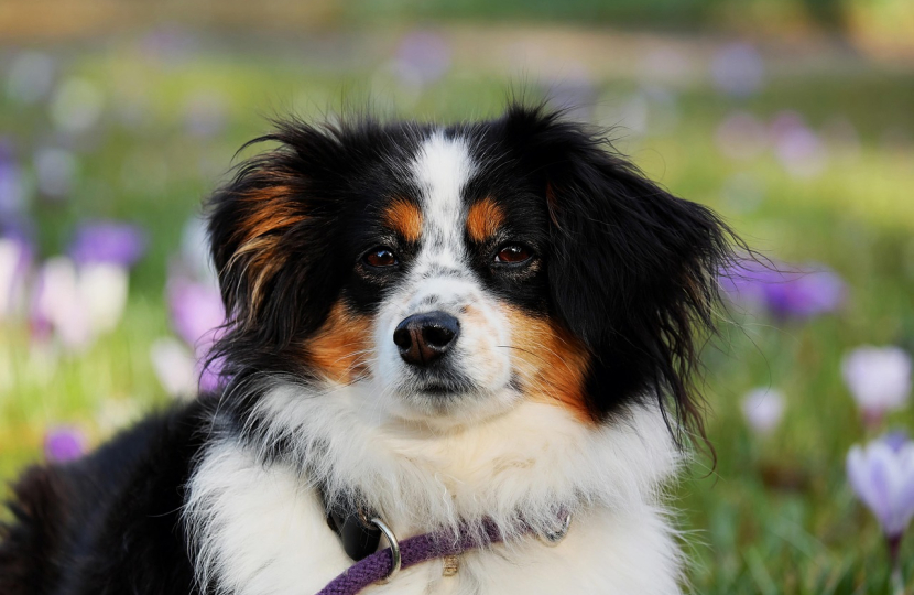 Mark Isherwood MS: Concerns Competition Watchdog's Vet Medicines Proposals are Anti-Competitive and Unlikely to Reduce Vet Bills 