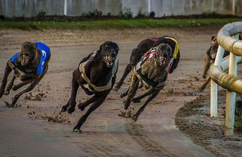 MS challenges Greyhound Racing Ban 