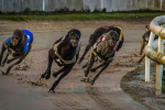MS challenges Greyhound Racing Ban 