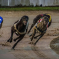 Mark Isherwood MS: Greyhound Racing Ban Introduced Despite Officials Warning Evidence Was Lacking 