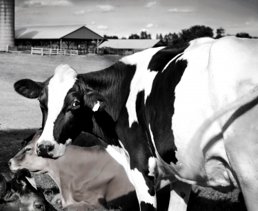cows