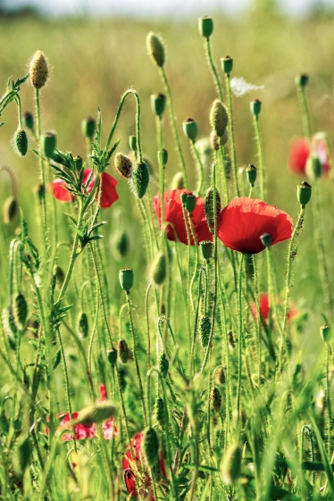 poppy