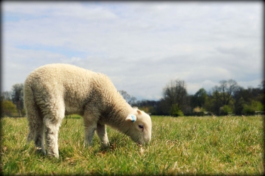 lamb