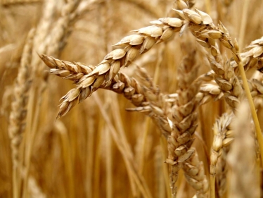 wheat