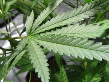 cannabis leaf