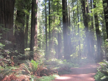 forest