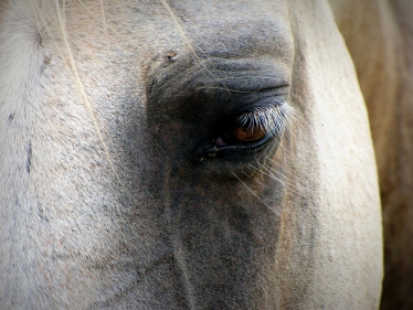 horse