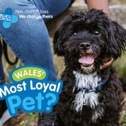 pet