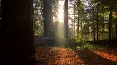 forest