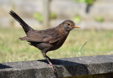 bird