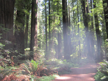 forest