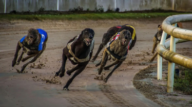 Mark Isherwood MS: Greyhound Racing Ban Introduced Despite Officials Warning Evidence Was Lacking 